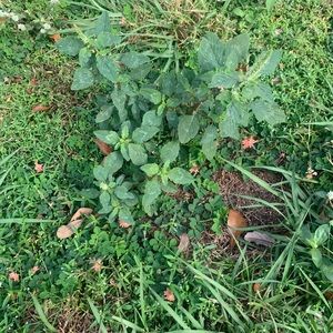 Meet your Posher, Daniella